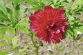 red suffruticosa peony in full bloom