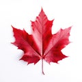 Red sugar maple leaf on a white background