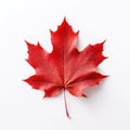 Red sugar maple leaf on a white background