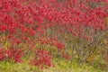 Red Sumac bushes.