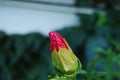 Red Summer Bud from Hibiscus against a garden background Royalty Free Stock Photo