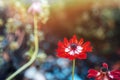 Red Summer Pheasant's Eye flower in sunlight. Adonis Aestivalis