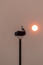 seagul on a light post with red sun Royalty Free Stock Photo