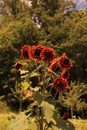 RED SUN SUNFLOWERS HELIANTHUS ANNUUS Royalty Free Stock Photo