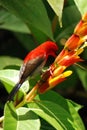 Red sunbird with flower Royalty Free Stock Photo