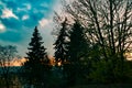 Red sundown with blue sky and black trees.