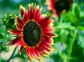 Red Sunflower Royalty Free Stock Photo