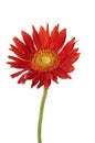 Red sunflower Royalty Free Stock Photo