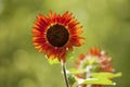 Red Sunflower with back lighting Royalty Free Stock Photo