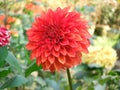 Red dalia flower Royalty Free Stock Photo