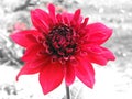 RED DALIA FLOWER Royalty Free Stock Photo
