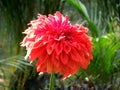 Red dalia flower Royalty Free Stock Photo
