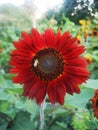 Red sunflower with bee Royalty Free Stock Photo