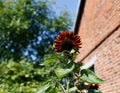 Red sunflower and blur rainbow background