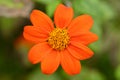 Red sunflower Tithonia rotundifolia an orange flower