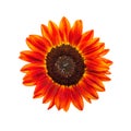 Red sunflower on white background