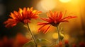 Red sunlit daisies with dew drops shining at sunset Royalty Free Stock Photo