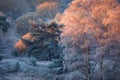 Red sunrays on frosted birch trees in winter