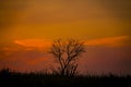 Red sunset on the background of the silhouette of a tree and dry grass. Red Sky. Global warming, climate change, extreme heat