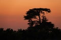 Sunset behind treesin Provins in France