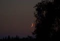 Red sunset and new moon in a beautiful sky. Beautiful background with a tree in the foreground Royalty Free Stock Photo