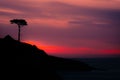 Red sunset scene over a silhouete tree on a cliff by the sea