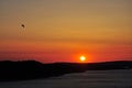 Red Sunset seagull silhouettes. Seagull in sunset sky. Flying seagulls over the sea at sunset. Royalty Free Stock Photo