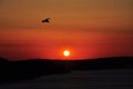 Red Sunset seagull silhouettes. Seagull in sunset sky. Flying seagulls over the sea at sunset. Royalty Free Stock Photo