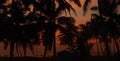 Red sunset sky through the black contours of palm trees Royalty Free Stock Photo