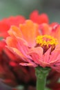 Rose aster flower with details