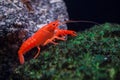 Red swamp crawfish Procambarus clarkii. Royalty Free Stock Photo