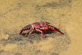 Red swamp crayfish Procambarus clarkii in its habitat. This is an invasive specie in Spain and is found in the Donana nature