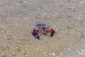 Red swamp crayfish Procambarus clarkii in its habitat. This is an invasive specie in Spain and is found in the Donana nature