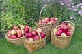 Red sweet apples in baskets Royalty Free Stock Photo