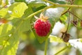 Red sweet berries growing on raspberry bush in fruit garden. Branch of ripe raspberries in a garden. Red raspberries and green Royalty Free Stock Photo