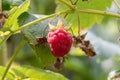 Red sweet berries growing on raspberry bush in fruit garden. Branch of ripe raspberries in a garden. Red raspberries and green Royalty Free Stock Photo