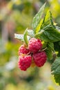 Red sweet berries growing on raspberry bush in fruit garden. Branch of ripe raspberries in a garden. Red raspberries and green Royalty Free Stock Photo