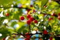 Cherry red berries on a tree branch with water drops after summer rain. The background is blurred Royalty Free Stock Photo