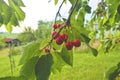 Red and sweet cherries on a branch just before harvest in early summer. Cherries hanging on a cherry tree branch. Royalty Free Stock Photo