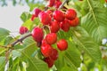 Red and sweet cherries on a branch just before harvest in early summer. Cherries hanging on a cherry tree branch. Royalty Free Stock Photo