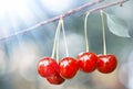 Red sweet cherries on a branch in sunlight. Delicious juicy cherries hanging in the tree. Beautiful fresh cherries on branch. Royalty Free Stock Photo