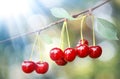 Red sweet cherries on a branch in sunlight. Delicious juicy cherries hanging in the tree. Beautiful fresh cherries on branch. Royalty Free Stock Photo