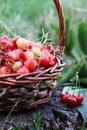 Red sweet cherries, close-up, Royalty Free Stock Photo