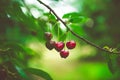 Ripe cherries hanging on a cherry tree branch