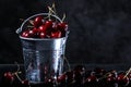 Red sweet cherries in a metal bucket on black background. Summer taste. Fresh berries