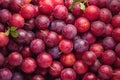 Red sweet cherry plums background. Royalty Free Stock Photo