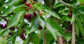 Red sweet cherry tree branch with bunch of tasty fruits on wind. Fresh organic berry harvest. Ripe harvest in garden Royalty Free Stock Photo