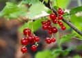 Red sweet currant grew and ripening on a bush branch in natural summer garden Royalty Free Stock Photo