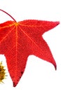 Red sweet gum tree leaf with infinity white background Royalty Free Stock Photo