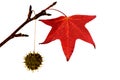 Red sweet gum tree leaf with infinity white background Royalty Free Stock Photo